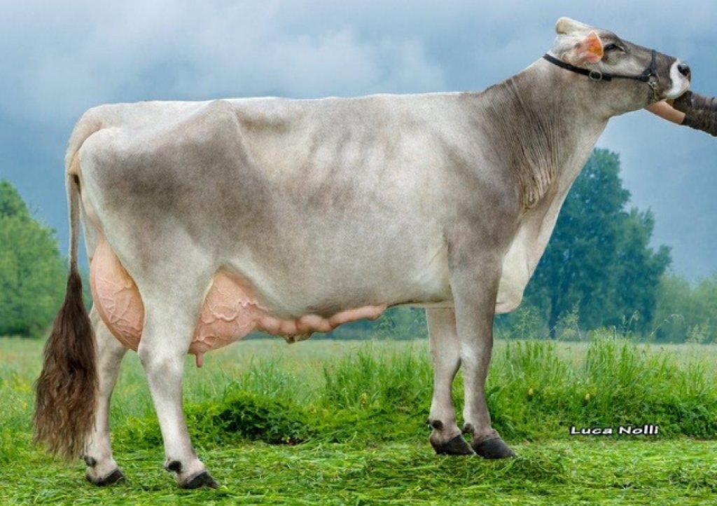 semen offer for brown swiss