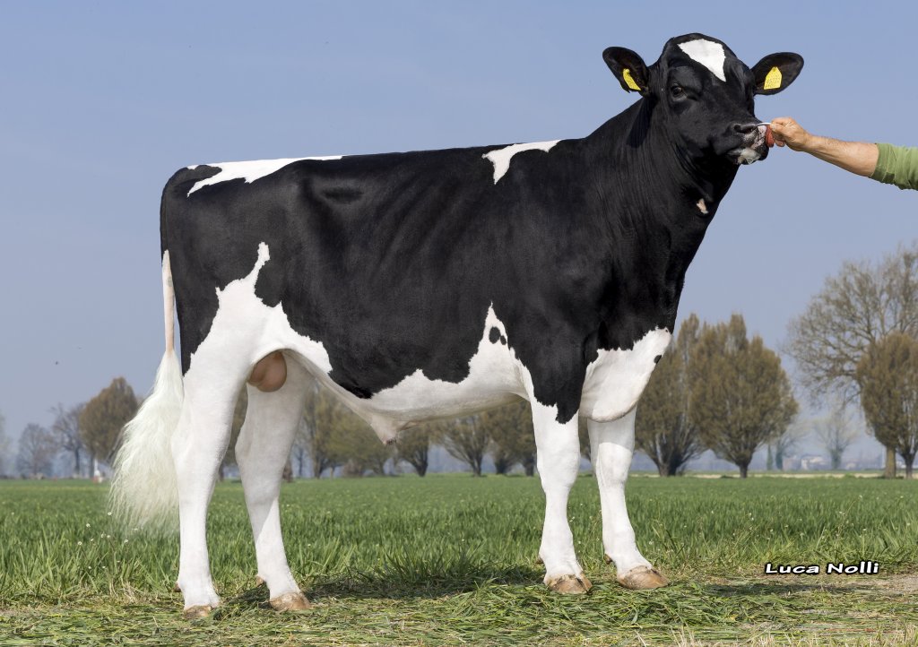Material seminal congelat - Holstein