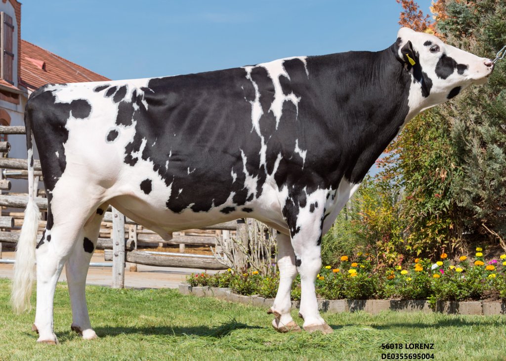 Semen offer for Holstein