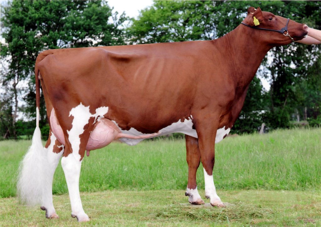 Frozen semen supply for Red Holstein