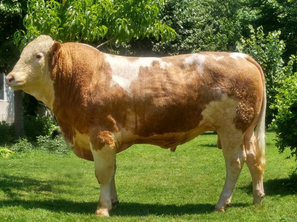 Material seminal congelat - Simmental de Carne