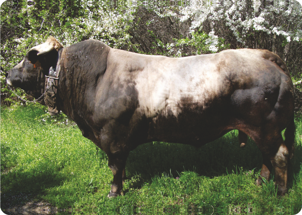 semen offer for piemontese