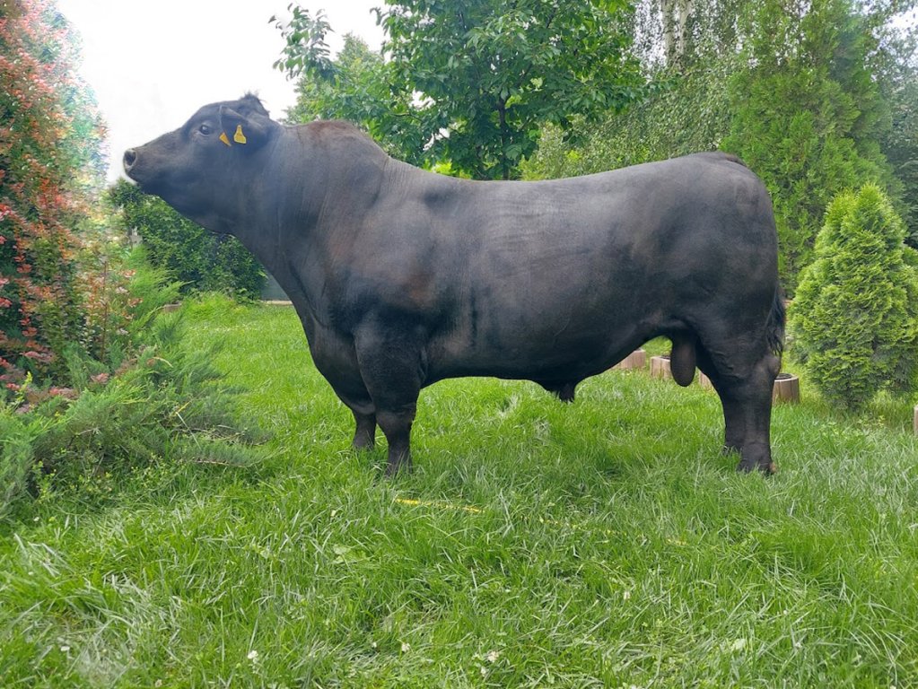 Material seminal congelat - Aberdeen Angus