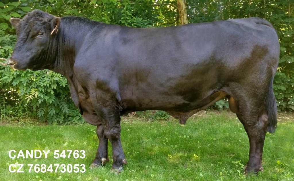 Material seminal congelat - Aberdeen Angus