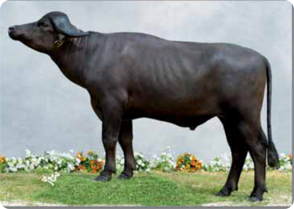 semen offer for buffalo